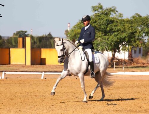 ORENGA II YOUNG RECOMMENDED BREEDING STOCK FOR DRESSAGE